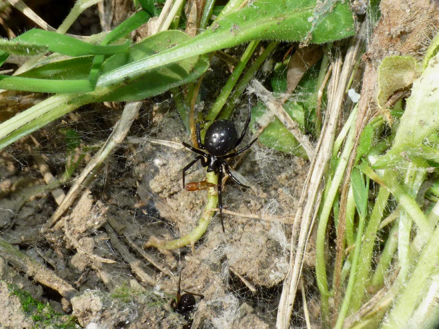 Coppia di Steatoda paykulliana